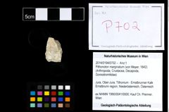 Foto (Objekt + Etikett) von Pithonoton marginatum (von Meyer, 1842)  (NHMW-GEO-2014-0194-0702)